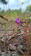 Linaria becerrae, photograph (c) Diego Nieto Lugilde, some rights reserved (CC BY)