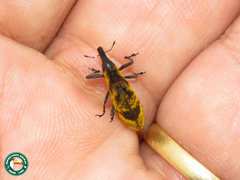 Gasteroclisus rhomboidalis