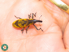 Gasteroclisus rhomboidalis