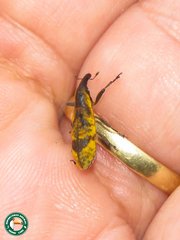 Gasteroclisus rhomboidalis