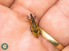 Gasteroclisus rhomboidalis