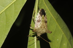Edessa tribuaria