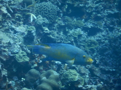 Bodianus rufus