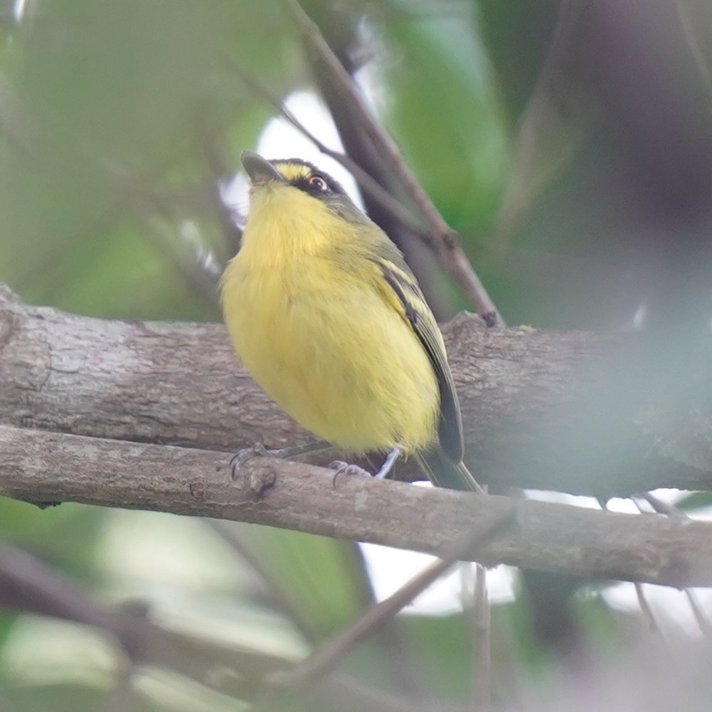 Yellow-lored Tody-Flycatcher (Todirostrum poliocephalum), photo 9