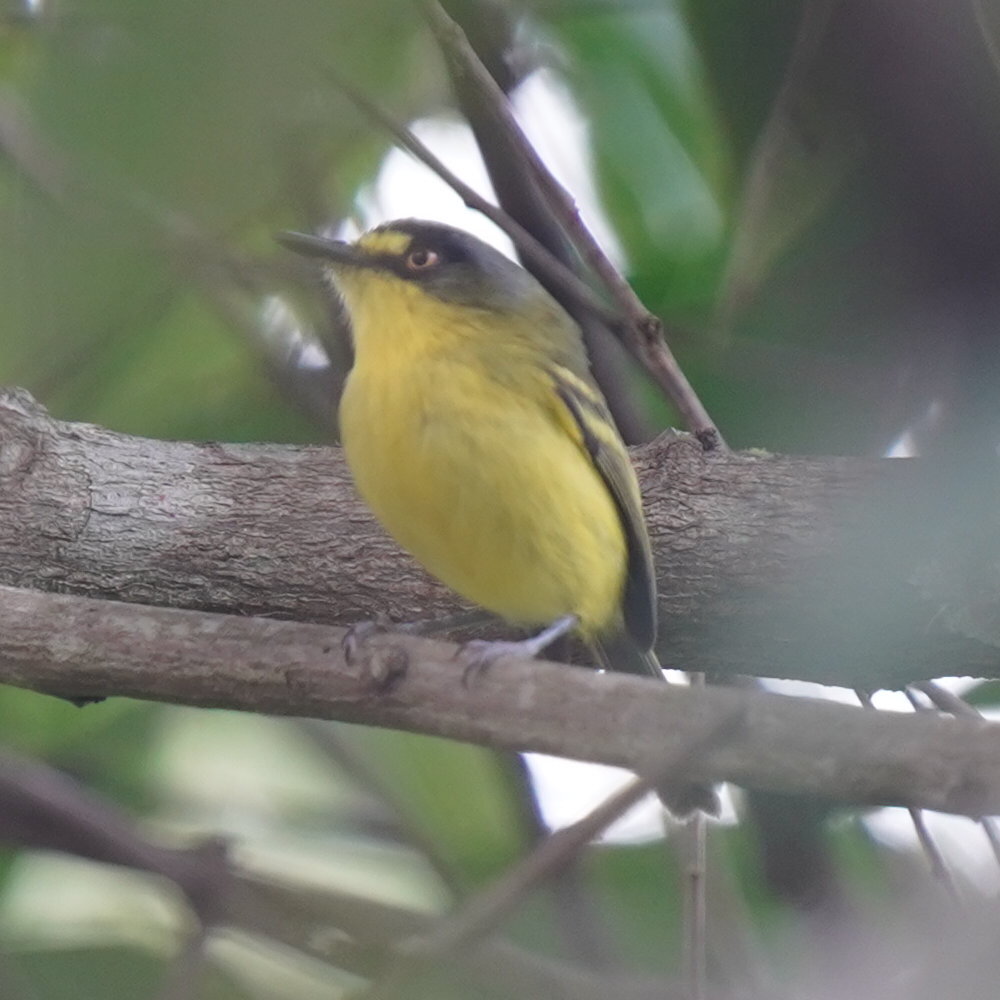 Yellow-lored Tody-Flycatcher (Todirostrum poliocephalum), photo 10
