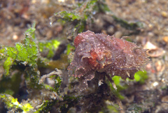 Sepia papuensis