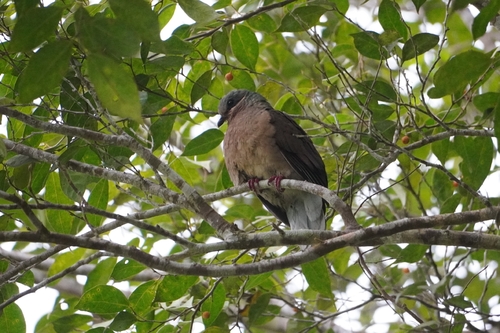 White-eared Brown Dove (Phapitreron leucotis)