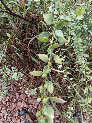 Clutia pulchella, photograph 5