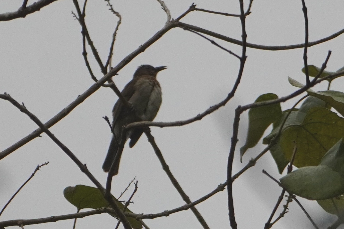 Visayan Bulbul (Hypsipetes guimarasensis), photo 7
