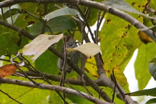 Visayan Tailorbird (Orthotomus castaneiceps), photo 2