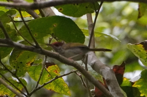 Visayan Tailorbird (Orthotomus castaneiceps), photo 2