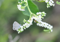 Hemiargus ramon