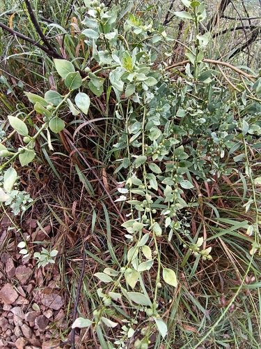 Clutia pulchella, photograph 6