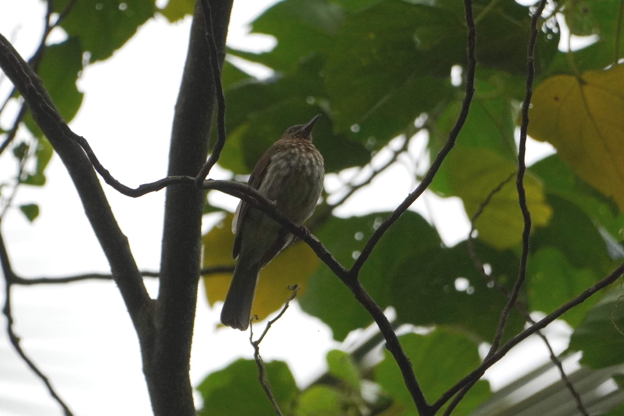 Visayan Bulbul (Hypsipetes guimarasensis), photo 6