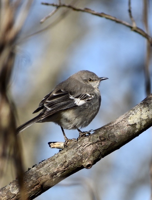 Northern Mockingbird (EwA Guide to the Birds of the Fells ...
