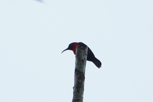Magnificent Sunbird (Aethopyga magnifica), photo 10