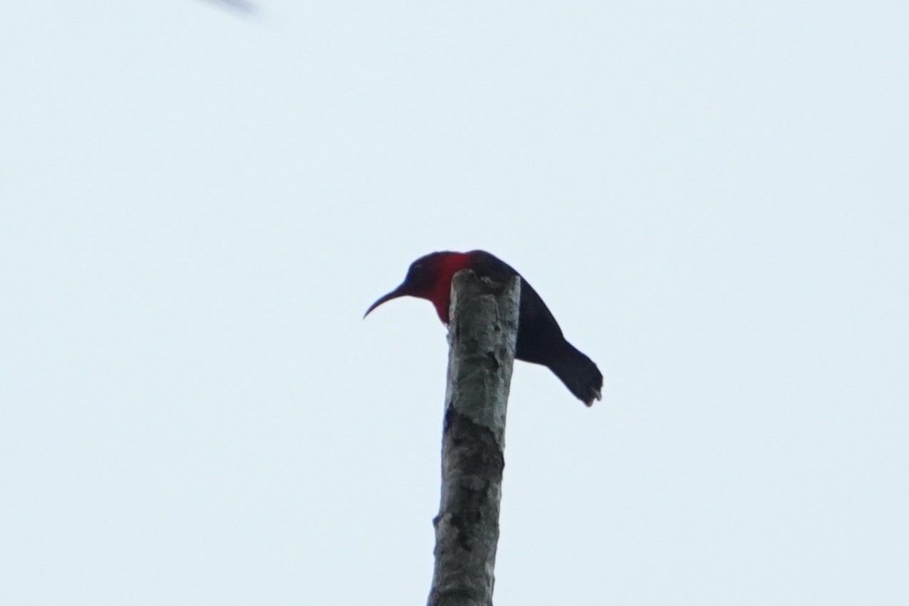 Magnificent Sunbird (Aethopyga magnifica), photo 10