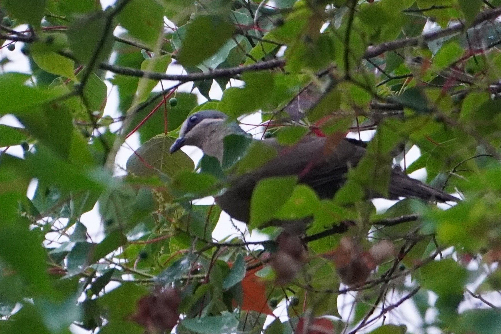 White-eared Brown Dove (Phapitreron leucotis), photo 2