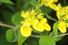 Calceolaria polyclada
