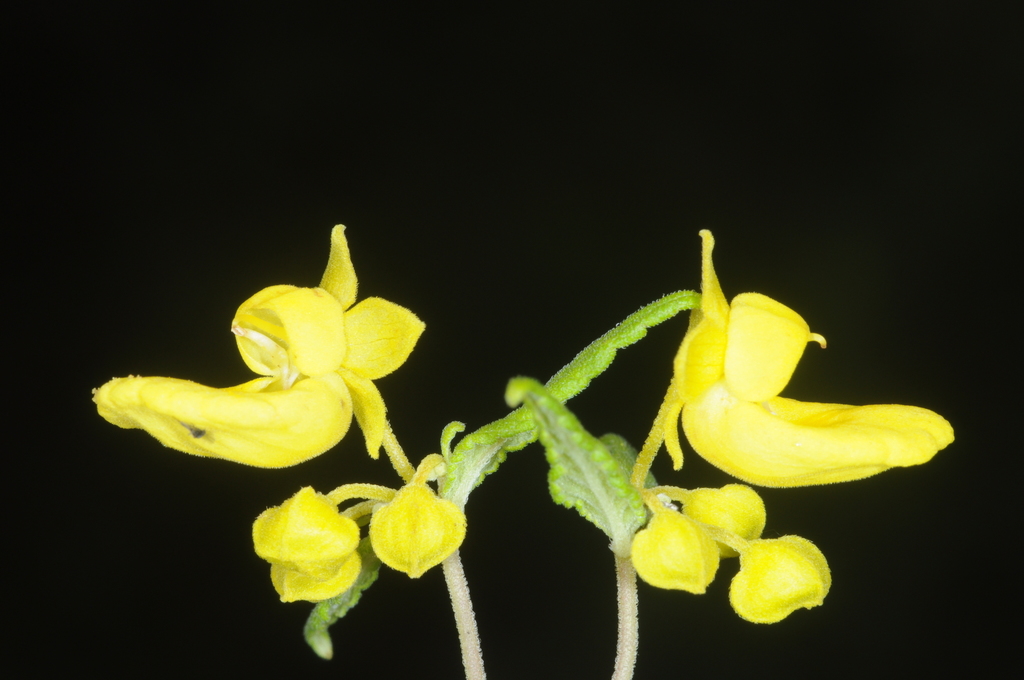 Calceolaria polyclada (Calceolaria polyclada)