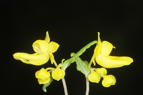 Calceolaria polyclada (Calceolaria polyclada)