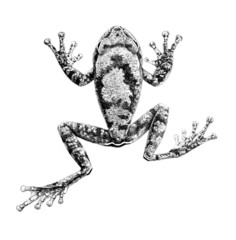 Dime Forest Treefrog photo 2