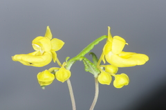 Calceolaria polyclada