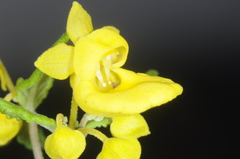 Calceolaria polyclada