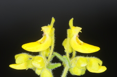 Calceolaria teucrioides