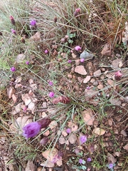 Crystallopollen angustifolium, photograph Hildegard Klein, CC BY, iNaturalist via GBIF