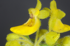 Calceolaria teucrioides