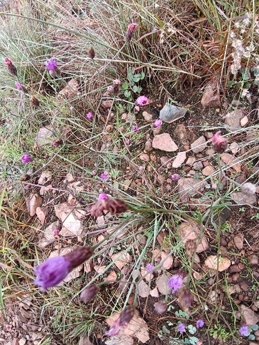 Crystallopollen angustifolium, photograph 5