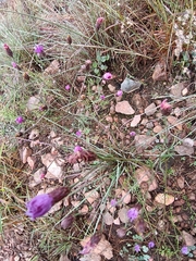 Crystallopollen angustifolium, photograph Hildegard Klein, CC BY, iNaturalist via GBIF