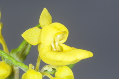 Calceolaria polyclada