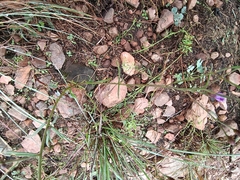 Crystallopollen angustifolium, photograph Hildegard Klein, CC BY, iNaturalist via GBIF
