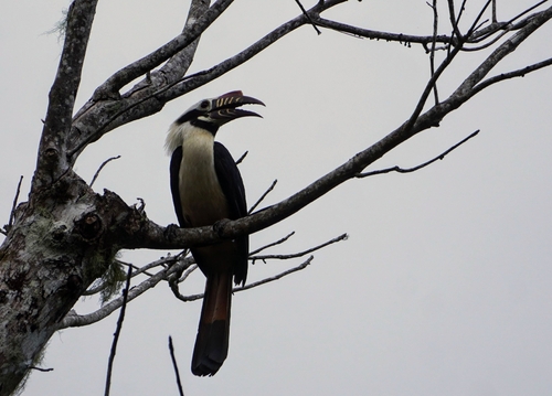 Visayan Hornbill (Penelopides panini), photo 10
