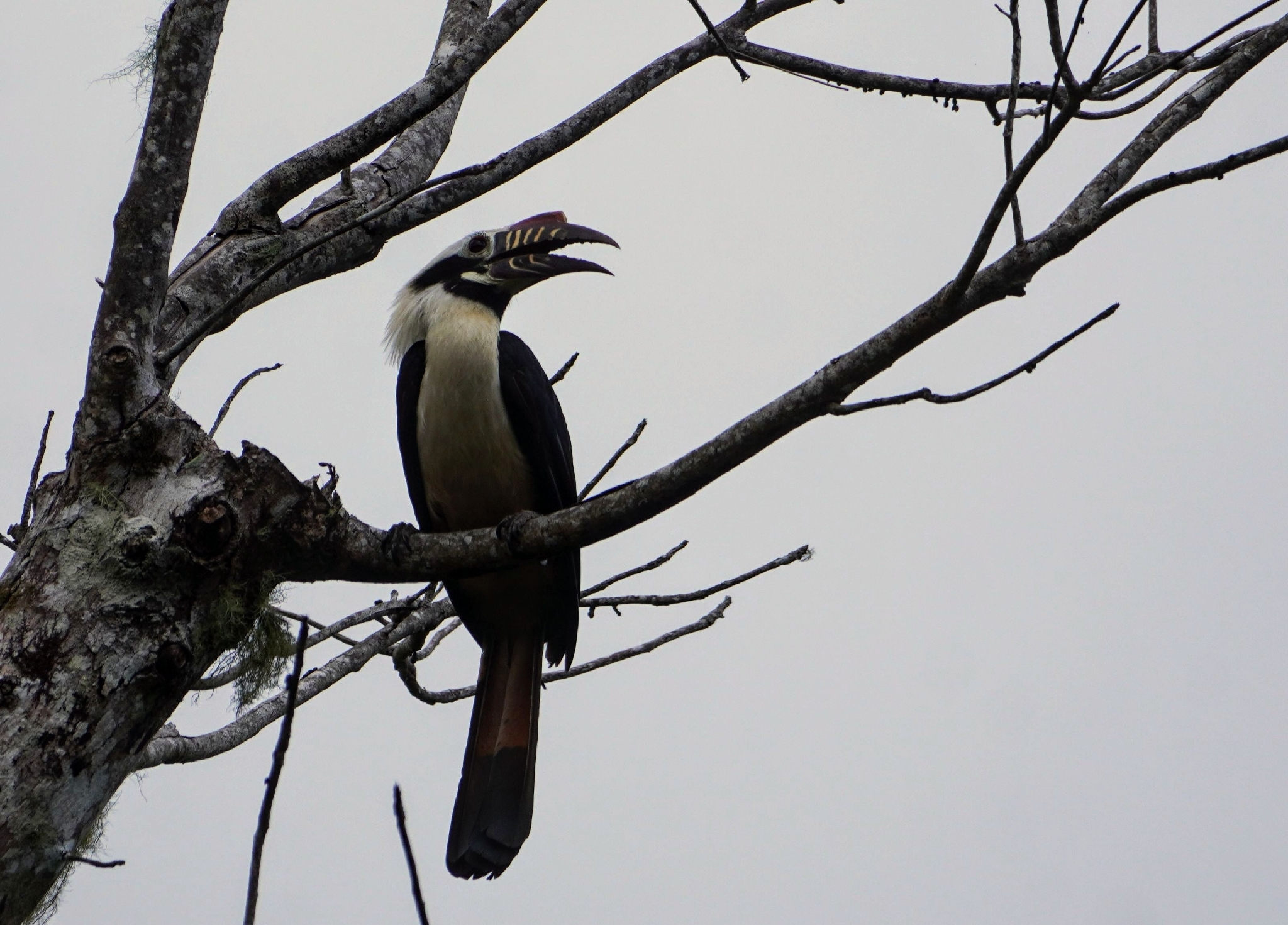 Visayan Hornbill (Penelopides panini), photo 2