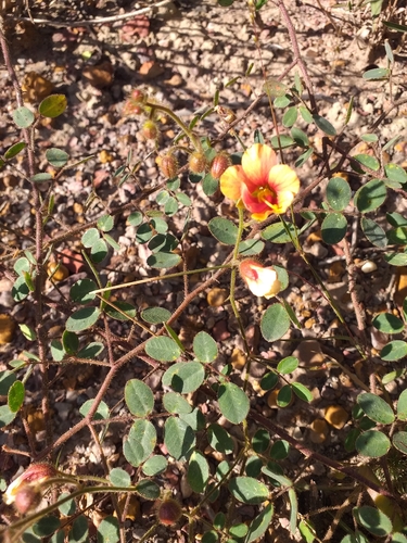 Chamaecrista fagonioides, 2026-04-24