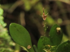 Platystele acutilingua
