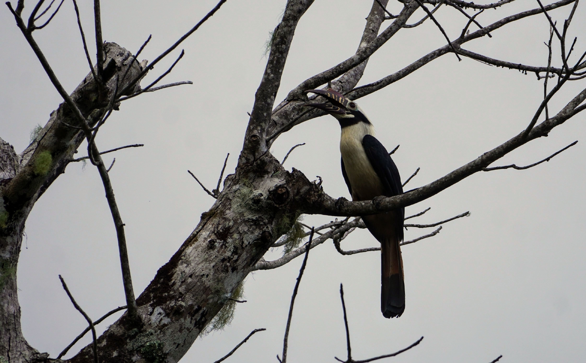 Visayan Hornbill (Penelopides panini), photo 3