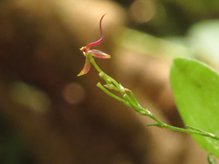 Platystele acutilingua