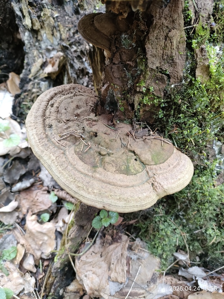Ganoderma applanatum · April 2026 · photo: © corporal-natural (iNaturalist, cc0)