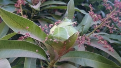 Oecophylla longinoda