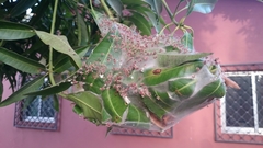 Oecophylla longinoda