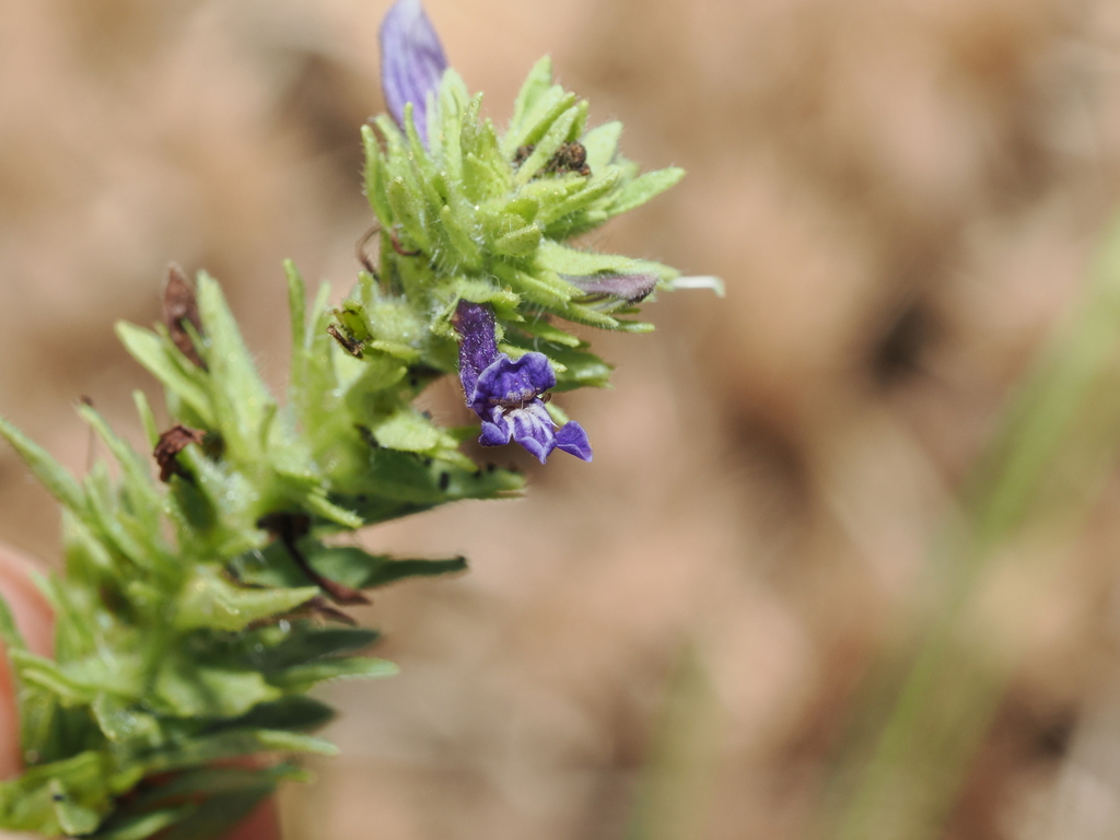 Stemodia debilis