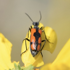 Eupompha elegans