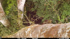 Xiphorhynchus lachrymosus