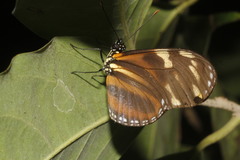 Eueides isabella eva