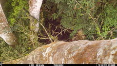 Xiphorhynchus lachrymosus