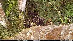 Xiphorhynchus lachrymosus